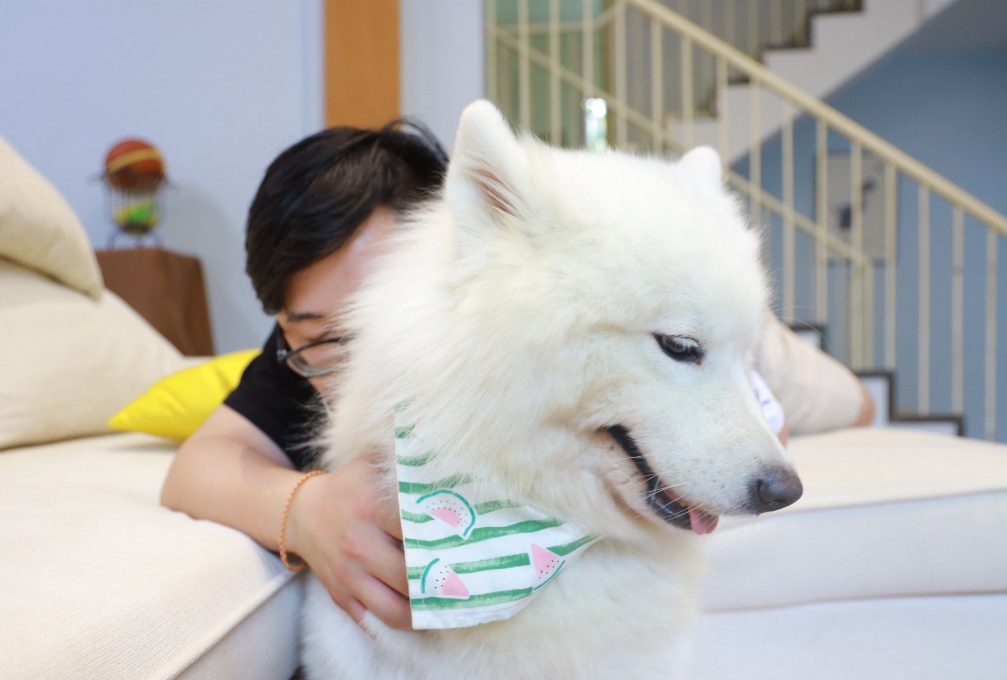 铲屎官长久没洗澡欲撸狗,结果遭到了狗狗的藐视嫌弃_高清图集_新浪网