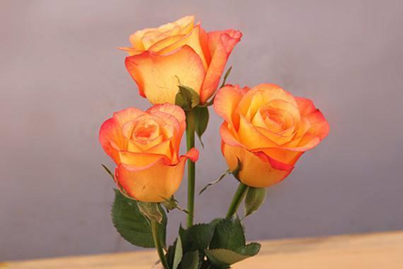 喜欢菊花,不如养盆"精品玫瑰"金辉玫瑰,似少女裙沿,粉嫩交杂