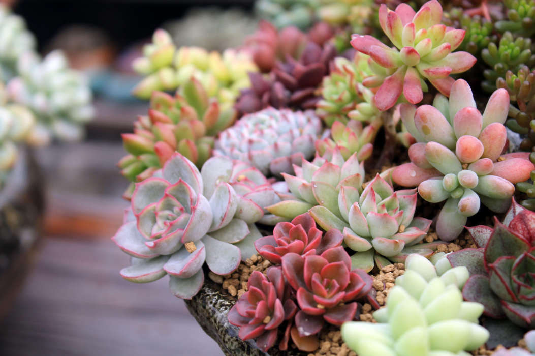 多肉浇水不能犯的几个错误留意了才能茁壮成长枝繁叶茂