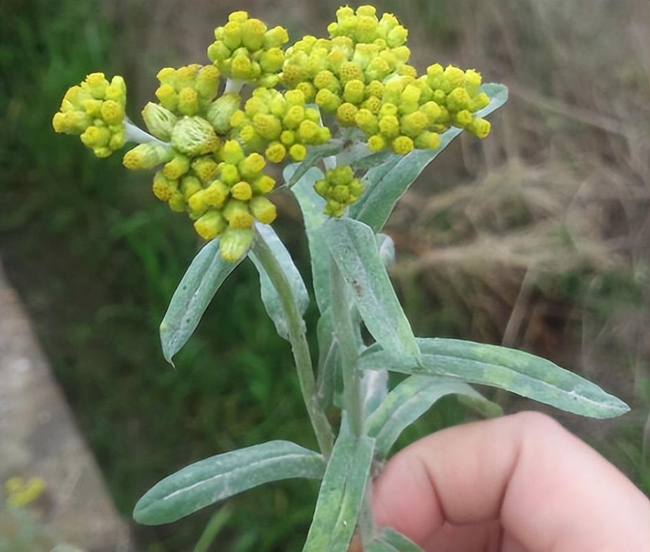 鼠曲草(鼠曲草做青团怎么做) - 0415花卉网