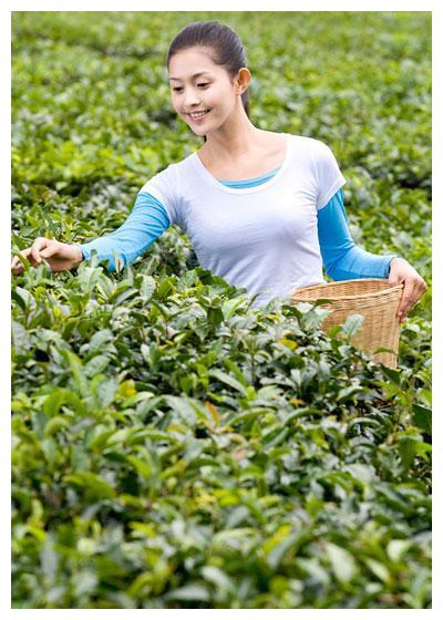 西双版纳采茶姑娘