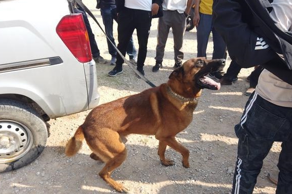 狗市男子出售马犬价格高达15000元,商贩给价6800都不卖?