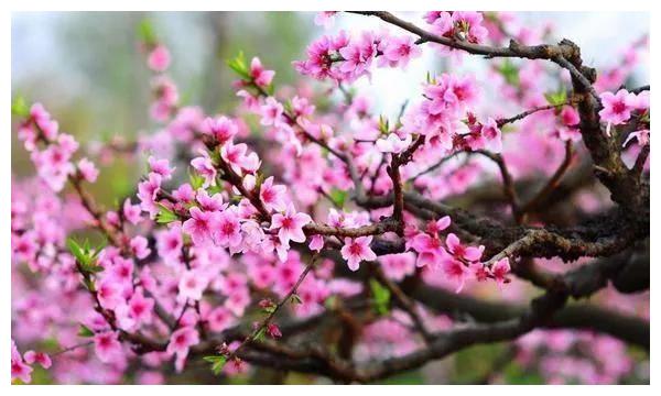 进入秋天后,迎来幸运,福多,大放异彩的三大生肖休闲区蓝鸢梦想 - Www.slyday.coM 进入秋天后,迎来幸运,福多,大放异彩的三大生肖休闲区蓝鸢梦想 - Www.slyday.coM