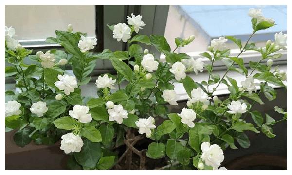 从6月8日开始 这个数生肖的运势上升 财运一天比一天旺盛