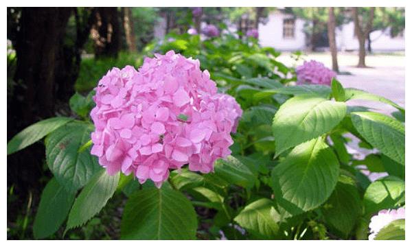7月7日起49天内 4生肖运势红如火 凶猛进取