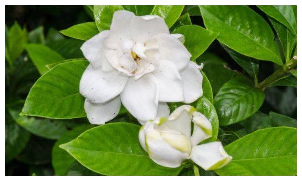 明天3月16日到3月底 财神爷独宠 意外收获很大 3生肖观音送娃
