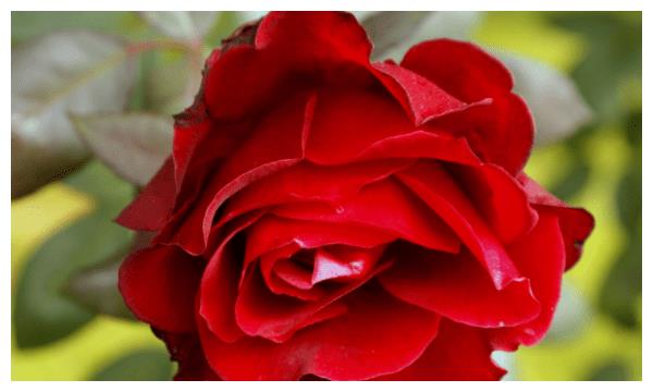 未来一个月 桃花灿烂 4生肖爱情如约而至 喜百年良缘 桃花灿烂 良缘 生肖 新浪新闻