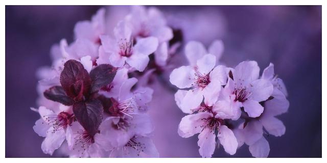 7月10日开始 四大星座对家庭最有担当 财运畅通无阻 苦尽甘来 财运 射手座 金牛座 新浪新闻