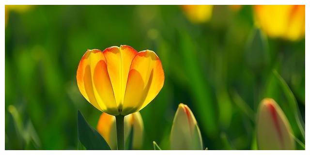 7月10日开始 四大星座外财进账 阖家幸福安康 安康 星座 财运 新浪新闻