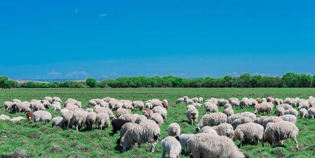 世界排名前四的草原，我国也有一处上榜，还有20天就到了最美季节休闲区蓝鸢梦想 - Www.slyday.coM