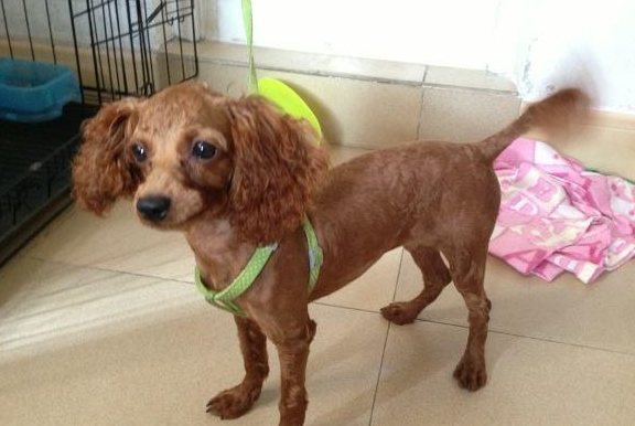 可能你还没发现,这些行为会给泰迪带来很大的"压力"!