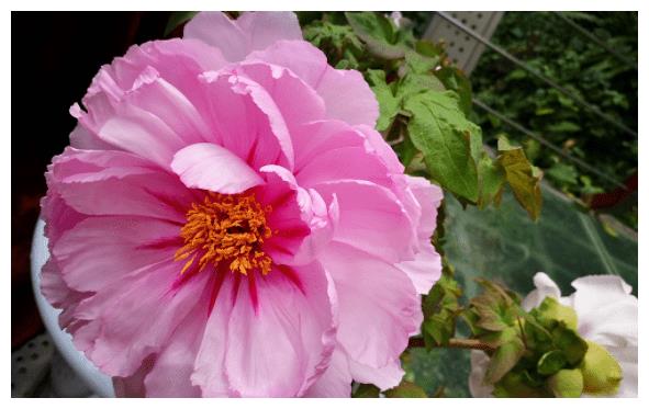 7月30日后,缘好,运如彩虹,四大生肖爱情甜蜜,事业成功休闲区蓝鸢梦想 - Www.slyday.coM 7月30日后,缘好,运如彩虹,四大生肖爱情甜蜜,事业成功休闲区蓝鸢梦想 - Www.slyday.coM