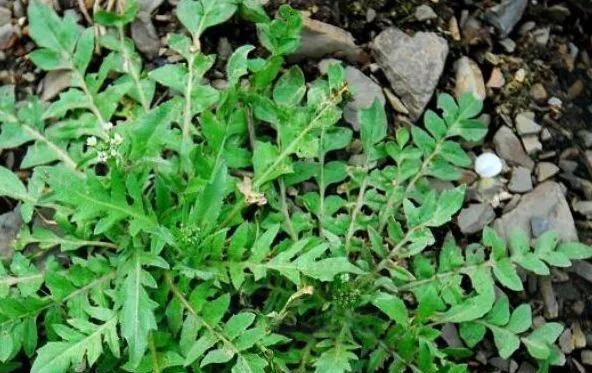 五种营养丰富 回味无穷的早春野菜 你吃过多少__财经头条