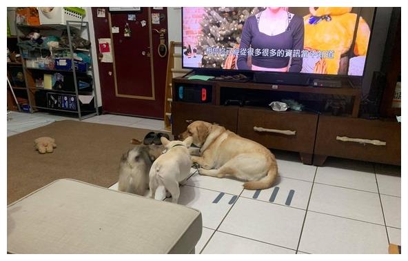 法斗排行_阿根廷国门晒出爱犬照片,健壮可爱的法斗让人感觉非常舒服