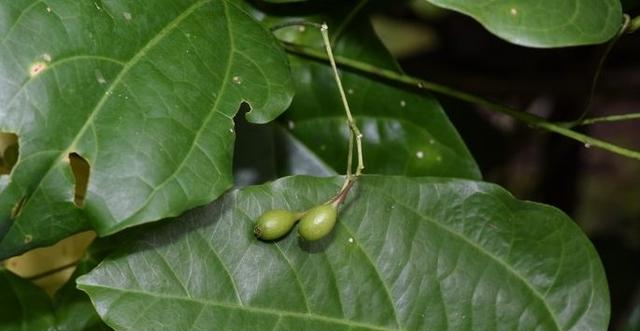 它是治痛风特效药学名赤苍藤农村常见却少有人懂可惜了