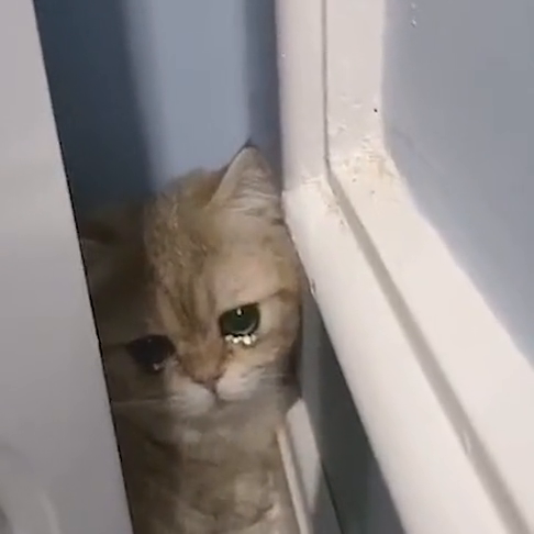 猫咪被欺负了之后,躲在角落里哭泣,真是太可爱了