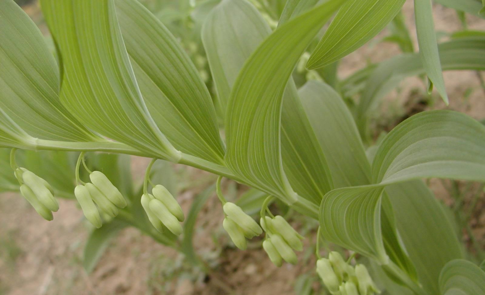 黄精的花朵呈现黄中透白,从每段叶子间长出,它的根茎均为重要的中药材