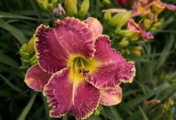 此“花”才是中国传统的母亲花,2000多年前就已栽种,你见过没?休闲区蓝鸢梦想 - Www.slyday.coM 此“花”才是中国传统的母亲花,2000多年前就已栽种,你见过没?休闲区蓝鸢梦想 - Www.slyday.coM