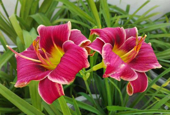 此“花”才是中国传统的母亲花,2000多年前就已栽种,你见过没?休闲区蓝鸢梦想 - Www.slyday.coM 此“花”才是中国传统的母亲花,2000多年前就已栽种,你见过没?休闲区蓝鸢梦想 - Www.slyday.coM