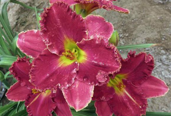 此“花”才是中国传统的母亲花,2000多年前就已栽种,你见过没?休闲区蓝鸢梦想 - Www.slyday.coM 此“花”才是中国传统的母亲花,2000多年前就已栽种,你见过没?休闲区蓝鸢梦想 - Www.slyday.coM