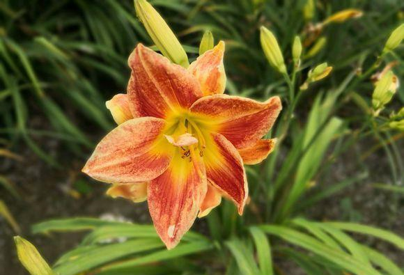 此“花”才是中国传统的母亲花,2000多年前就已栽种,你见过没?休闲区蓝鸢梦想 - Www.slyday.coM 此“花”才是中国传统的母亲花,2000多年前就已栽种,你见过没?休闲区蓝鸢梦想 - Www.slyday.coM