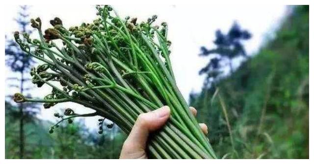 在大山深处生长着1种植物人称山蕨菜见到了是幸运