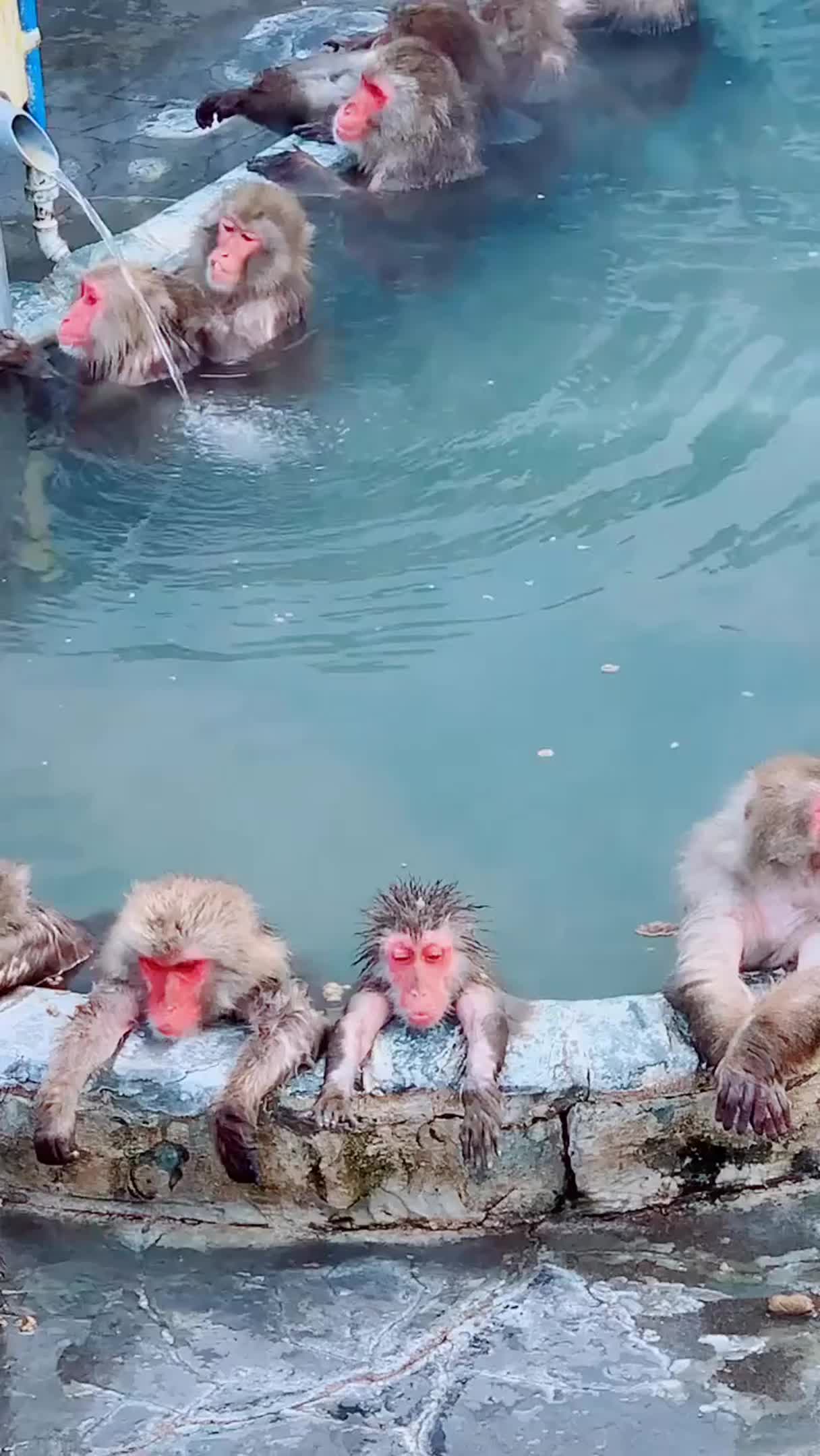 北海道的猴子泡温泉图片