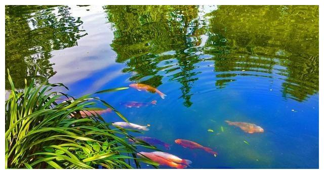 心理测试:下面哪个池塘的水清,测试你内心深处最想要的是什么?