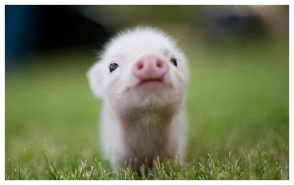 不喜勿喷,请去看你喜欢的|大象|食蚁兽|臭鼬_新浪新闻