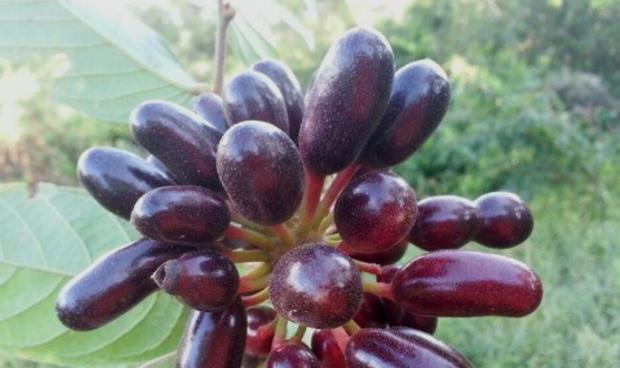 荒野维生野菜系列酒饼婆