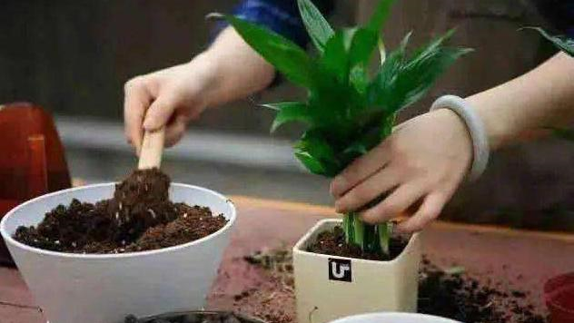 上海试管婴儿排名第一(换盆后“3件事”不要做,切记“管住手”,不然恢复慢,不好活)