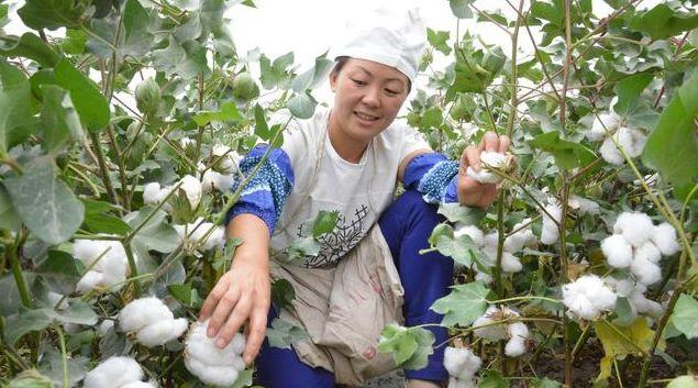 "棉花要摘好,不能满地跑",还记得小时候摘棉花的时光吗?