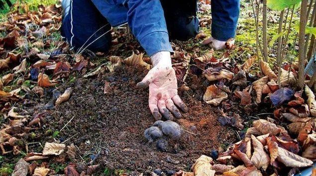 被猪拱出来的菌以前碰见无人理如今一斤1000多遇见重视