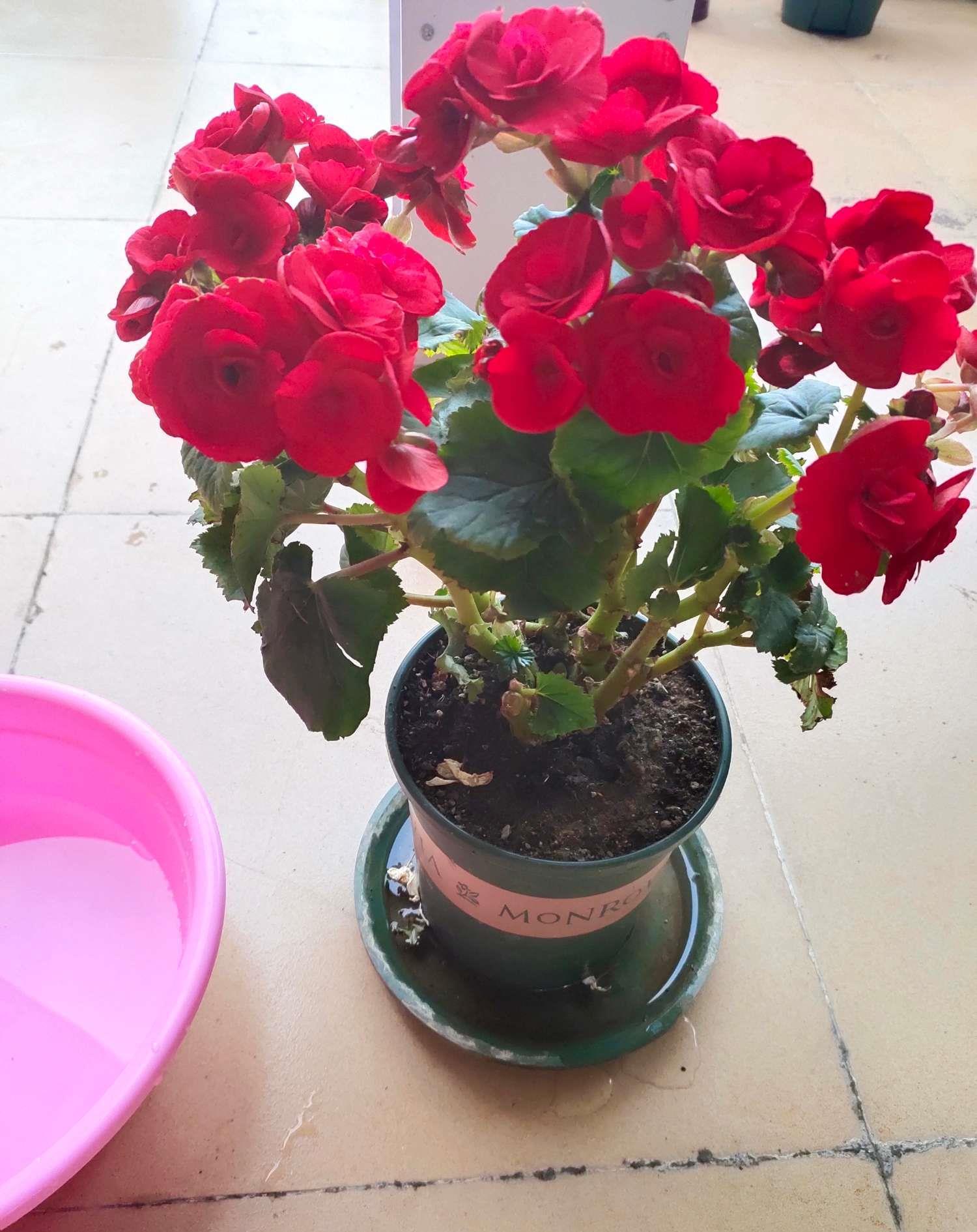 丽格海棠养护要点,做好了,棵棵排队等着开花,花期长达200天__财经头条