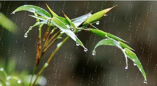 杜甫的一首雨诗,诗情画意,好似一幅甜美的晨雨图