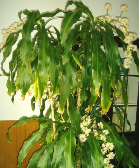 巴西木开花很香却很难做好三件事开花变轻松香气满屋飘