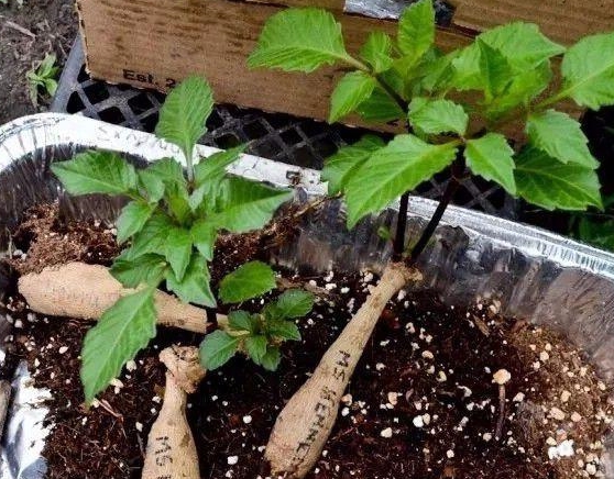 买来地瓜一般的大丽花块茎,种院子基本没怎么打理,却开美丽大花