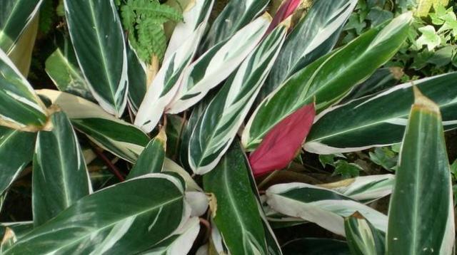 它生长在暖带雨林地区,是竹芋的一种,最早是在西非发现的,所以就直接