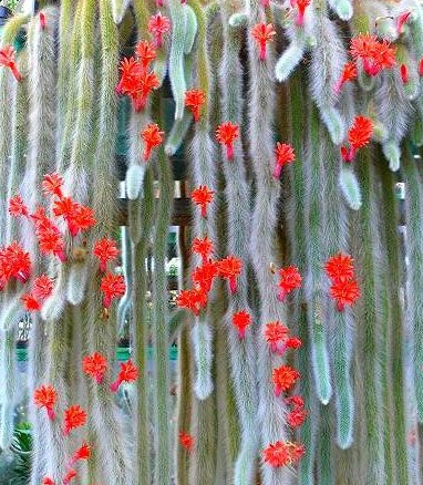 九尾狐|尾巴|仙人掌_新浪新闻