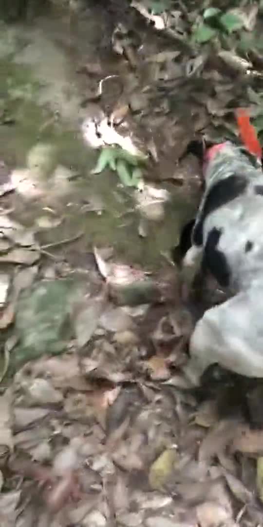 神宠来袭太仓猎犬_新浪新闻