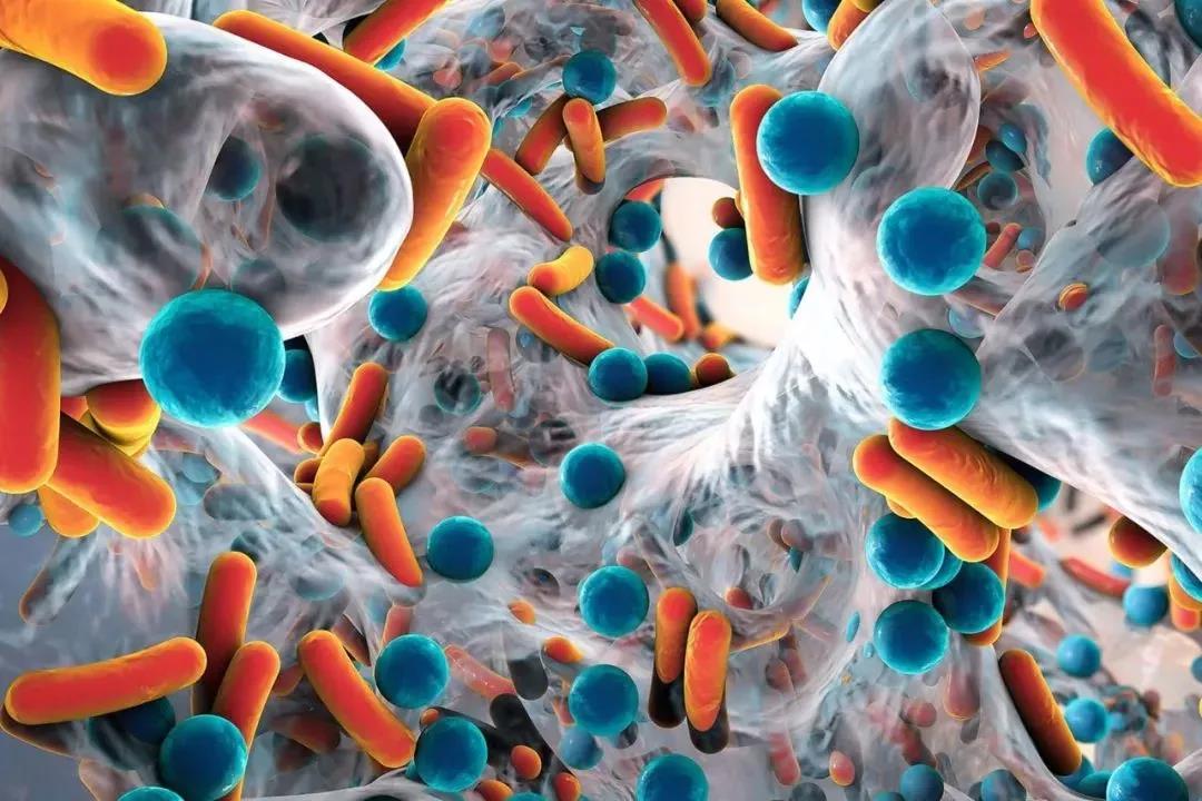 陈根:保护性肠道细菌,可减少癌症治疗副作用|微生物|保护性|肠道_新浪