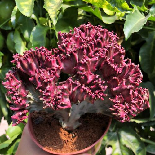 喜欢菊花,不如养盆名贵菊花彩麒麟,色泽鲜亮,娇艳欲滴的美__财经头条