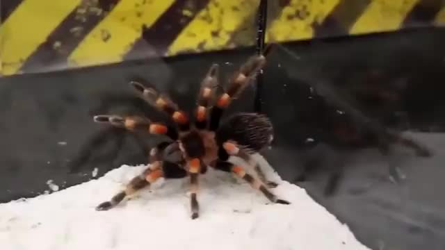 花蜘蛛vs毒蝎子到底谁更胜一筹蝎子有本事从墙上下来