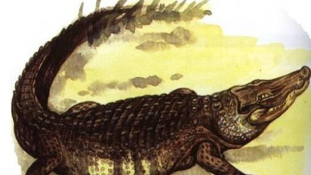 西游记黑水河里的那只小鼍龙到底是个什么生物