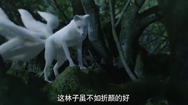 三生三世十里桃花 白浅终于露出了她的九尾狐真身 太好看了