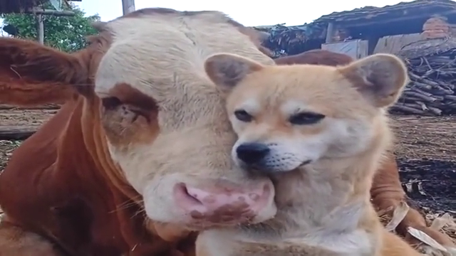 牛和狗子相依为命每天都会黏在一起画面真温馨