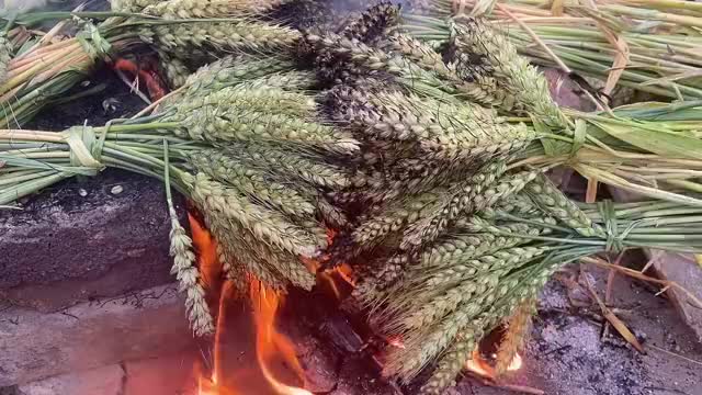 朋友想吃烧麦子,全家人忙了一下午搓了十几斤,手弄的黑不扯扯的