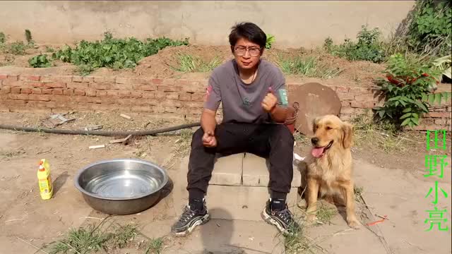小亮让小吉过来给他理发,就像杀猪刮猪毛一样,金毛大喊真不靠谱