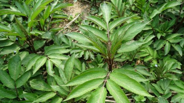 此为"接骨草",请别不当回事摘去玩,要珍惜,因为