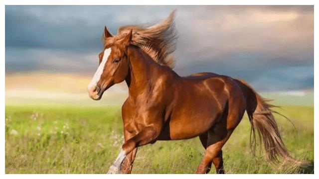 属马的朋友今年是财星高照,财运亨通,不要错过哦!